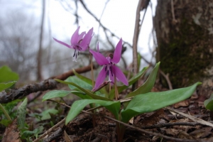 ニセコアウトドア,北海道アウトドア,山菜